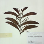 Acacia auriculiformis Benth