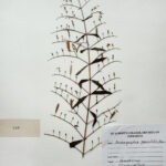 Andrographis paniculata (Burme.f) wall .ex Nees