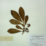 Ardisia solanaceae (Poir) Roxb