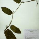 Aristolochia indica L
