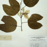 Bauhinia acuminata L