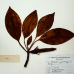 Bruguiera gymnorrhiza (L) Savigny