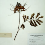 Caesalpinia pulcherrima (L.) Sw