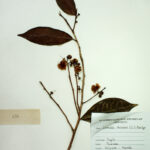 Camellia sinensis (L) Kuntze