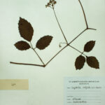 Cayratia trifolia (L) Domin