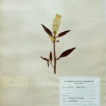 Celosia argentea L
