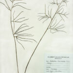 Ceratopteris thalictroides (L)