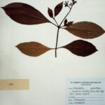 Chassalia curviflora (Wall ex kurz) Thwvarlongifolia (Dalz) HookF