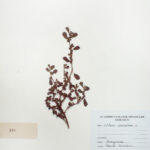 Coldenia procumbens L