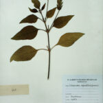 Crossandra infundibuliformis subsp . brachystachys. (Franch.) Napper