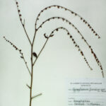 Cynoglossum furcatum wall.ex . Roxb