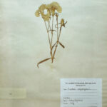 Dianthus caryophyllus L