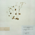 Drymaria cordata (L.) Willd. ex . schutt