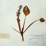 Eichhornia crassipes Solms