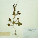Emilia sonchifolia (L) DC.exc
