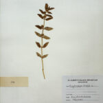 Euphorbia hirta L