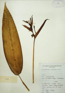 Helicornia psittacorum L.f