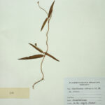 Hemidesmus indicus (L.)R. Br ex . Schult