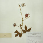 Hibiscus surattensis L