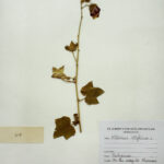 Hibiscus vitifolius L