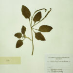 Hliotropium indicum L