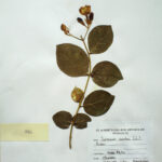 Jasminum sambac (L) Aiton