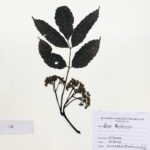 Leea sambucina (L.) Willd