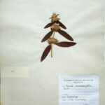 Leucas rosmarinifolia Benth