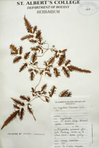 Lygodium flexuosum (L.) Sw