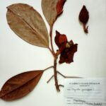 Magnolia grandiflora L