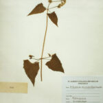 Mikania micrantha Kunth