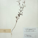 Oldenlandia umbellata L