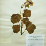 Pelargonium peltatum (L.)  LHer
