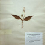 Persicaria glabra (Willd.) M.Gomez