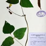 Prophocarpus tetragonolobus