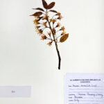 Prunus serulata Lindl
