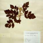 Rubus racemosus Roxb
