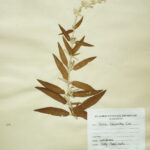 Salvia leucantha Cav