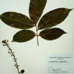 Sapindus trifoliatus L