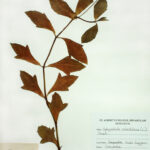 Sphagneticola calendulacea (L.) Pruski