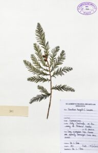 Taxodium huegelii C. Lawson