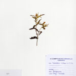 Trichodesma indicum (L.) R. Br