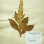 Verbascum thapsus L